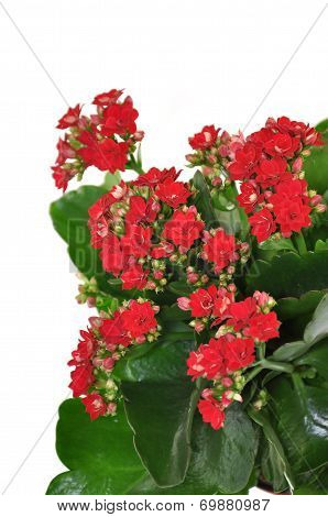 Blooming Kalanchoe Isolated On A White Background