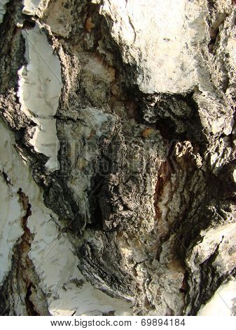 The bark of the tree. Birch.