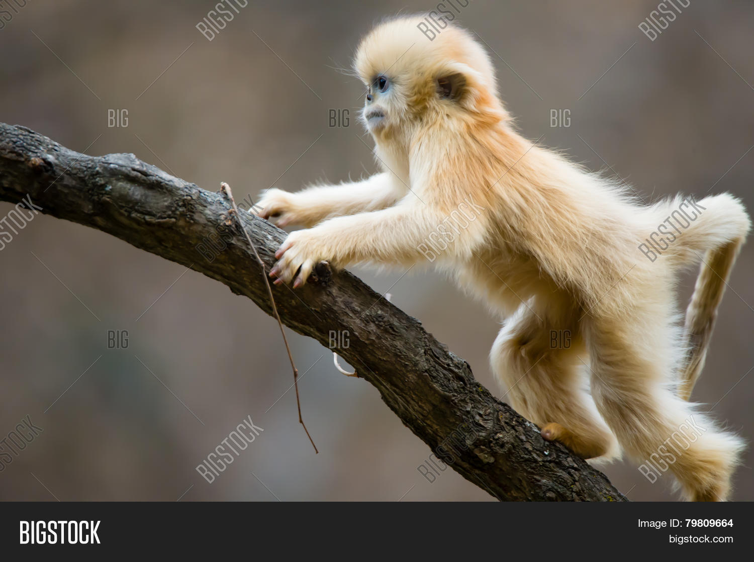 Baby Monkey Climb Tree Image & Photo (Free Trial) Bigstock