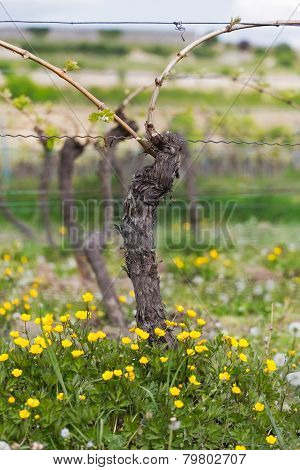 Vine with flower at summertime, Pfalz, Germany