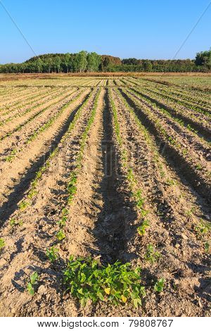 Young yardlong bean plant in the farm