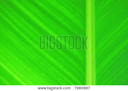 Leaf
