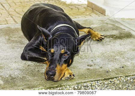 Black Doberman Pinscher Dog