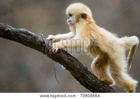 Baby Monkey climb up the tree