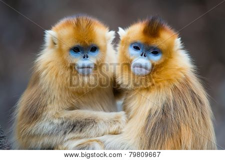 Two golden Monkeys hug together