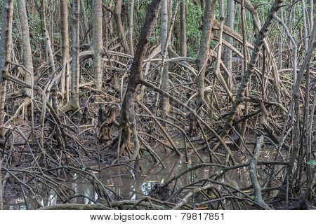 The Fruits Forest Mangrove