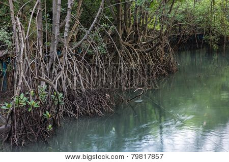 The Forest Mangrove