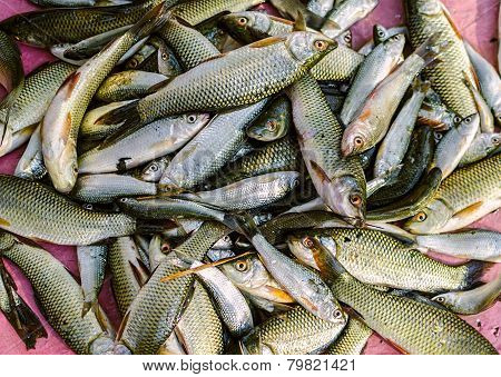 Fresh fish