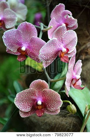 orchids