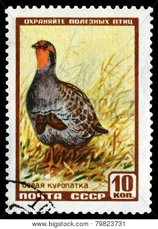 Vintage  Postage Stamp. Ptarmigan.