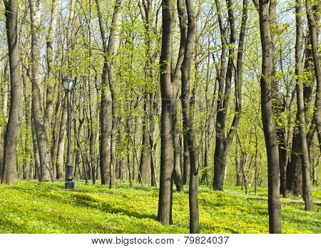 Park In Spring With Primeroses