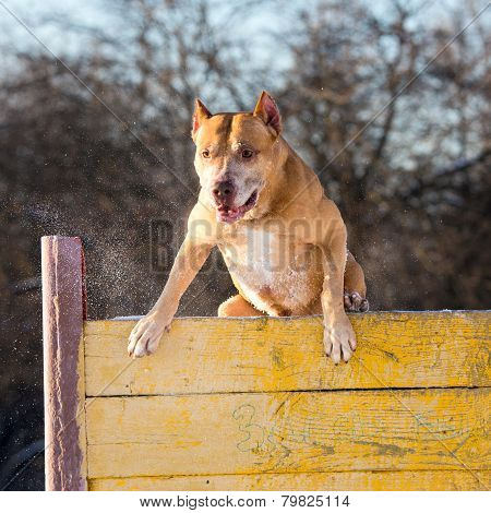 American Pit Bull Terrier Jumps Over Hurdle