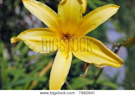 Lillie วันสีเหลือง