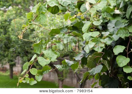 Kiwi