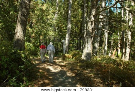 Forest walk