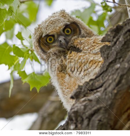 Whooo laggiù