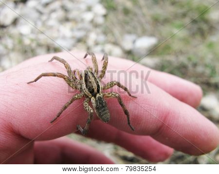 spider