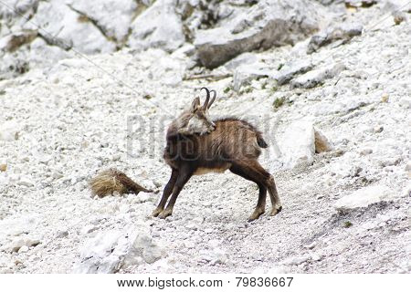 Chamois ( Rupicapra Rupicapra)