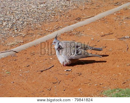 Two Australian crested pigeons