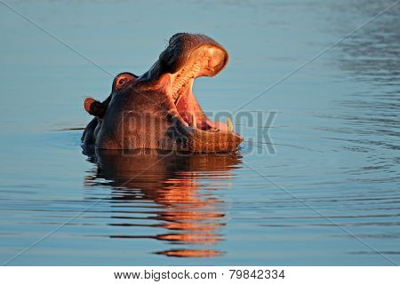 Hippopotamus (Hippopotamus amphibius) with open mount in water, South Africa