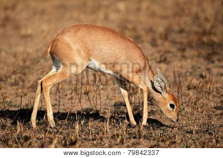 Female steenbok antelope (Raphicerus campestris), South Africa