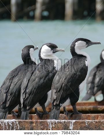 Australian Cormorants