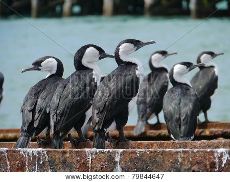 Australian Cromorants