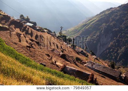Rice Field Terraces In Central Nepa