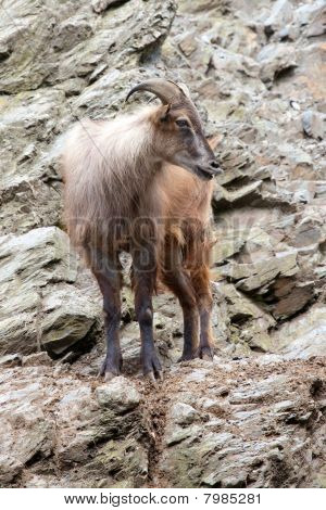 Tahr Himalaia