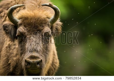European bison (Bison bonasus)
