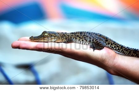 Crocodile