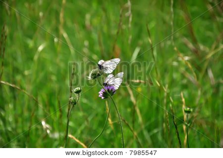 butterflyies