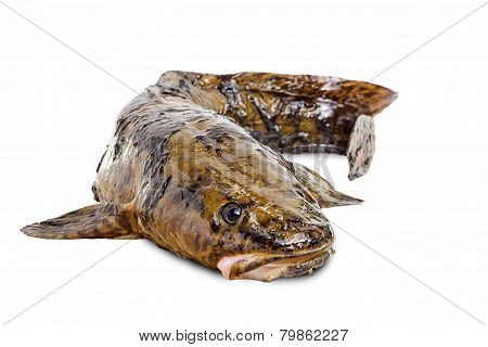 Burbot On A White Background