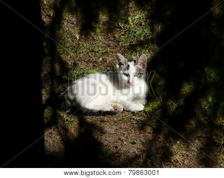 cat