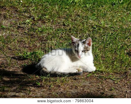 little kitten