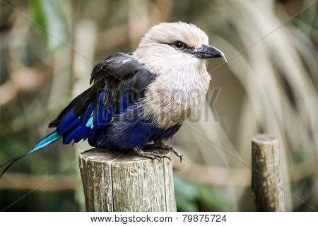 Blue-bellied Roller