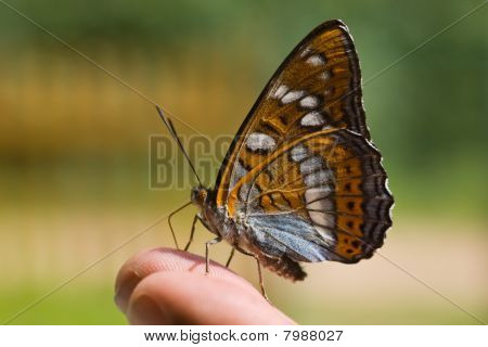 Motyl na palec