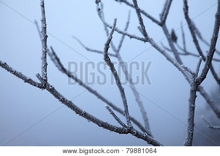 Winter tree detail with frost