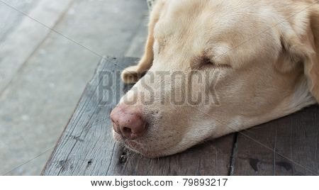 Dog Sleep