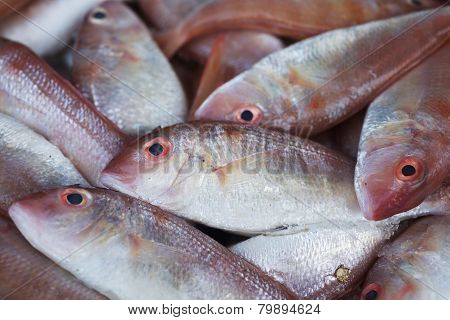 Background of fresh red bass fish