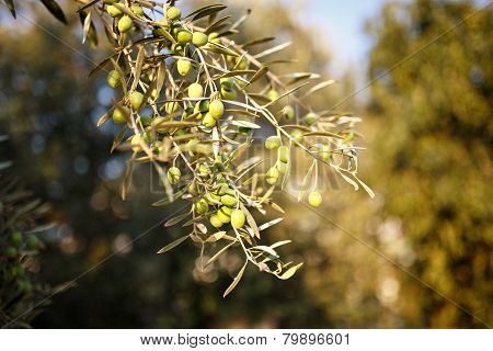 Many green olives on olive tree branch i