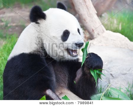 Giant Panda