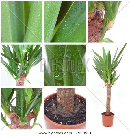 Mer Yucca