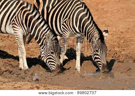 Plains Zebras (Equus burchelli) drinking water, Pilanesberg National Park, South Africa