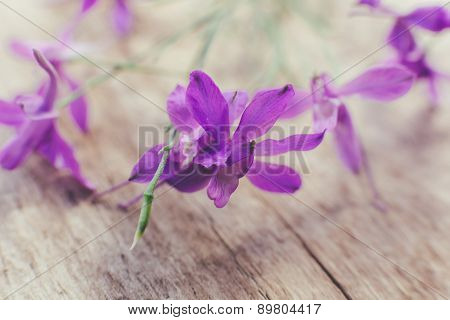 sprout meadow flowering at spring