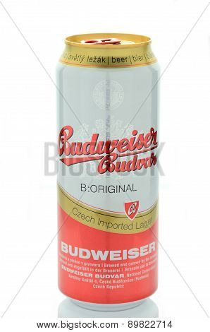 Budweiser lager beer isolated on white background