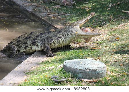 crocodile