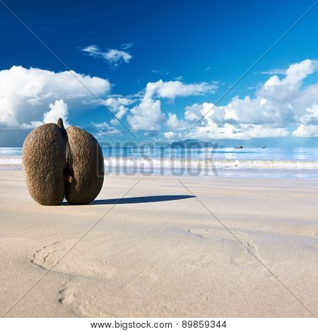 Sea's coconuts (coco de mer) on beach at Seychelles, Mahe