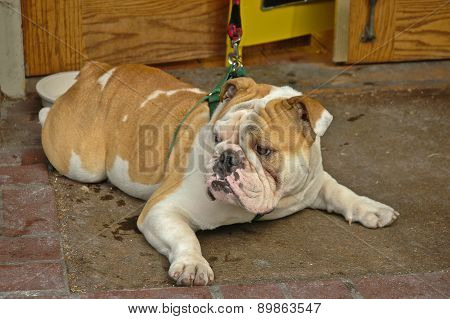 Brown English Bulldog Turn Face Right
