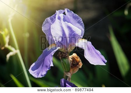 Purple Iris Flower